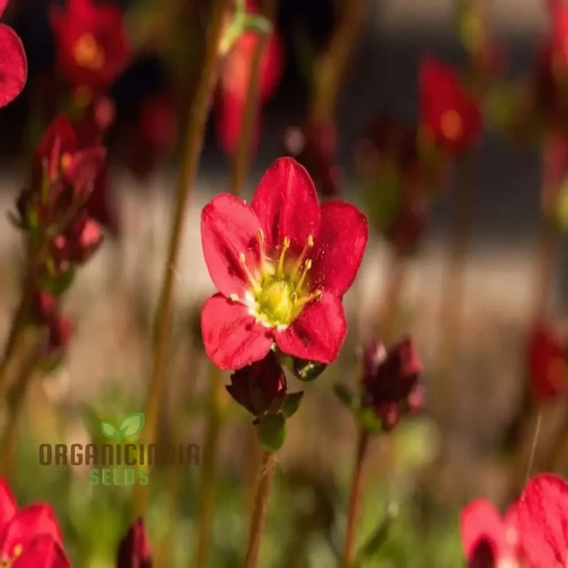 Ultimate Guide to Planting Saxifraga Ardensii Flower Seeds, Expert Gardening Tips for Vibrant Ground Cover