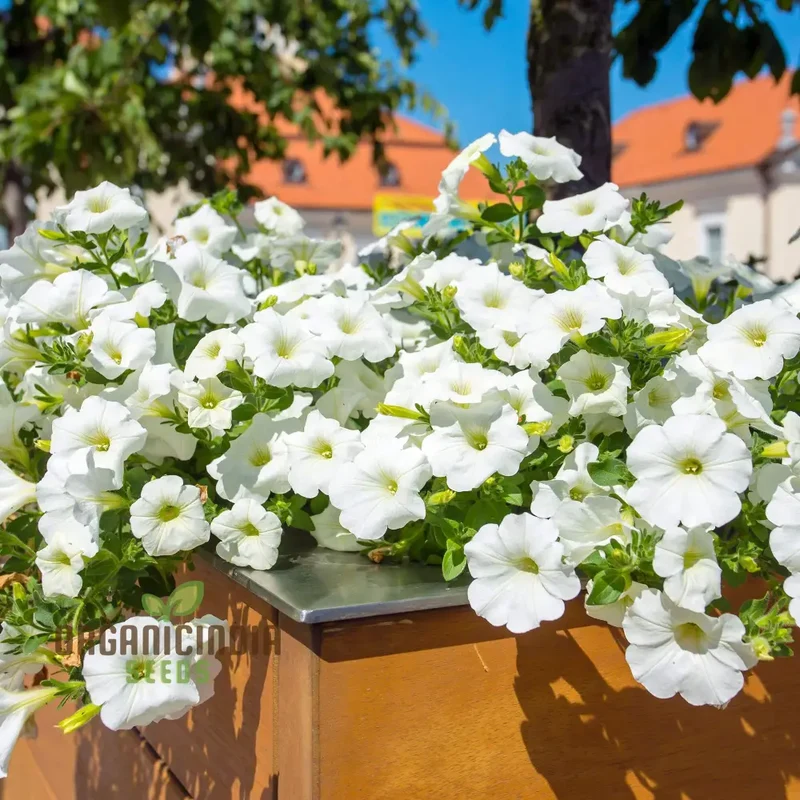 Premium White Hanging Petunia Flower Seeds: Elevate Your Garden with Gorgeous Blooms - Perfect for Gardening Enthusiasts