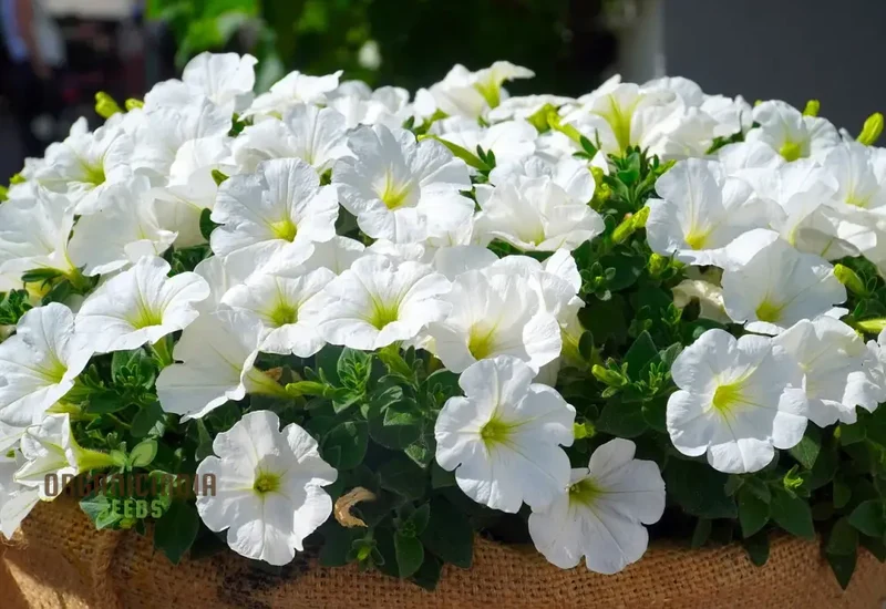 Premium White Hanging Petunia Flower Seeds: Elevate Your Garden with Gorgeous Blooms - Perfect for Gardening Enthusiasts