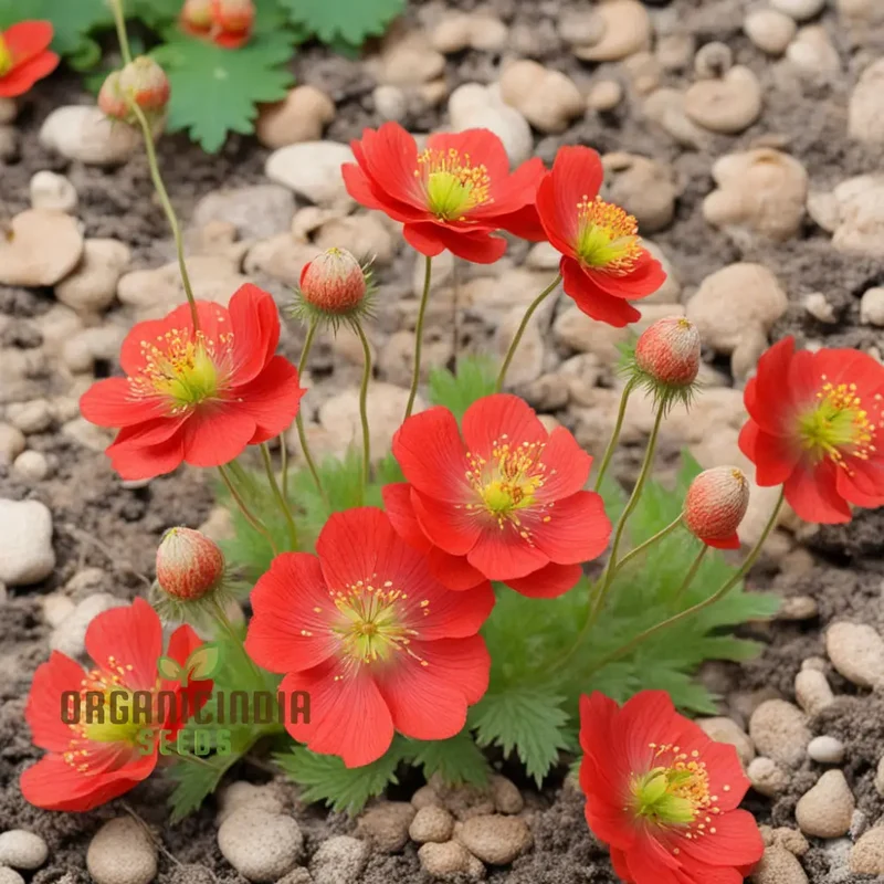 Red Geum Flower Seeds - Vibrant Blooms for Eye-Catching Garden Displays