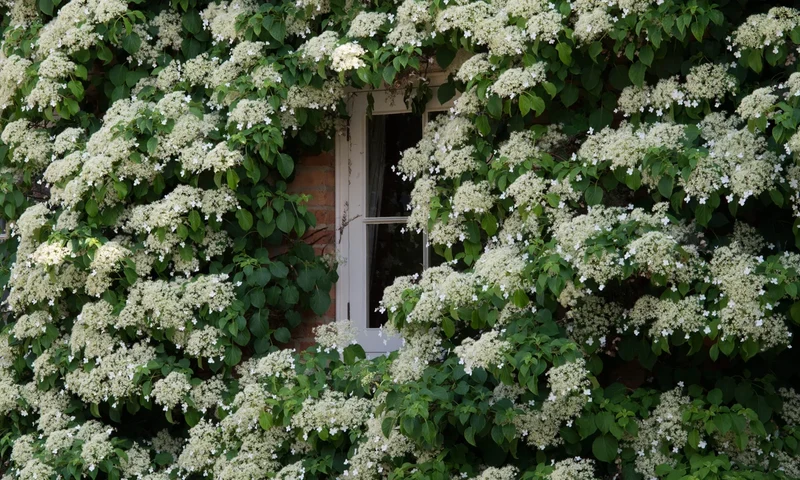 Hydrangea Seeds (Climbing Hydrangea Seeds) - Ideal for Vertical and Wall Gardens