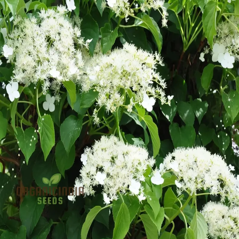 Hydrangea Seeds (Climbing Hydrangea Seeds) - Ideal for Vertical and Wall Gardens