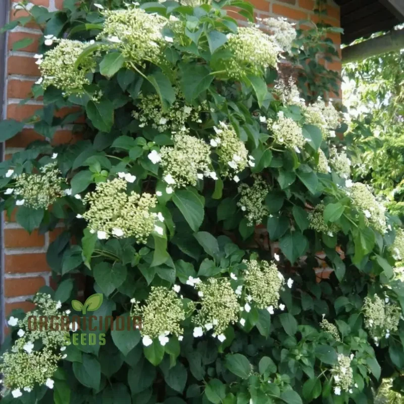 Hydrangea Seeds (Climbing Hydrangea Seeds) - Ideal for Vertical and Wall Gardens