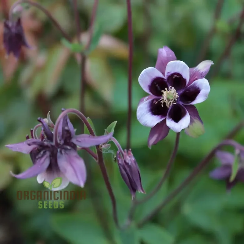 Purple White William Guiness Flower Seeds, Stunning and Unique Garden, Striking Bi-Color Blooms