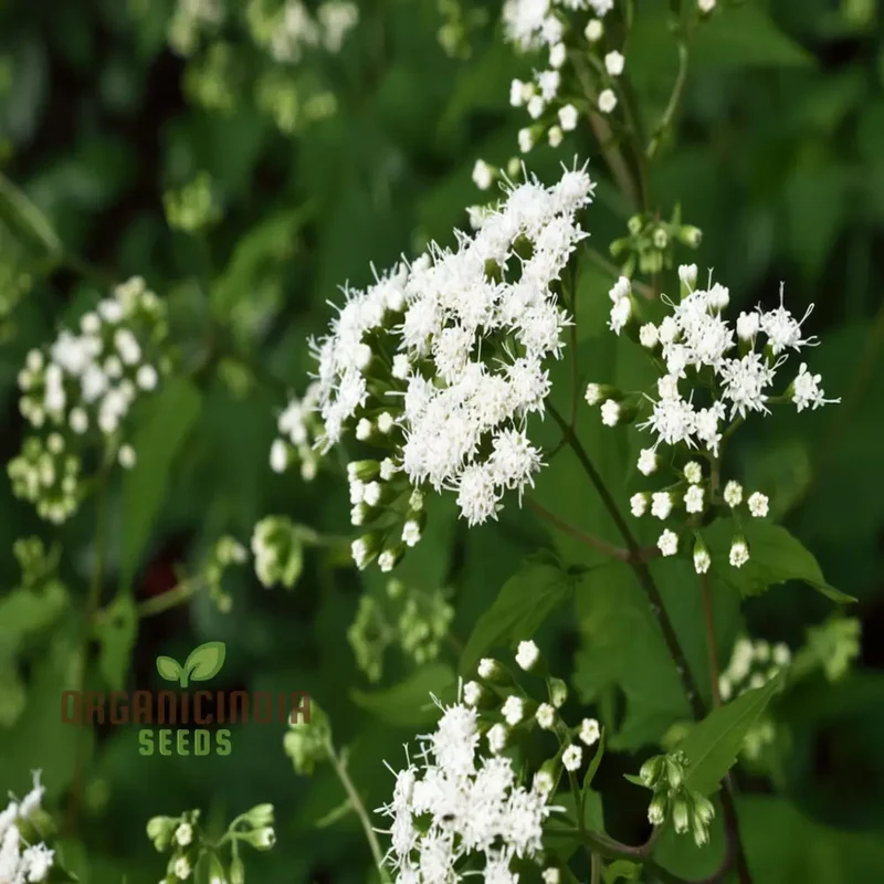 Snakeroot Plant Seeds - Unique Foliage for Distinctive Garden Borders