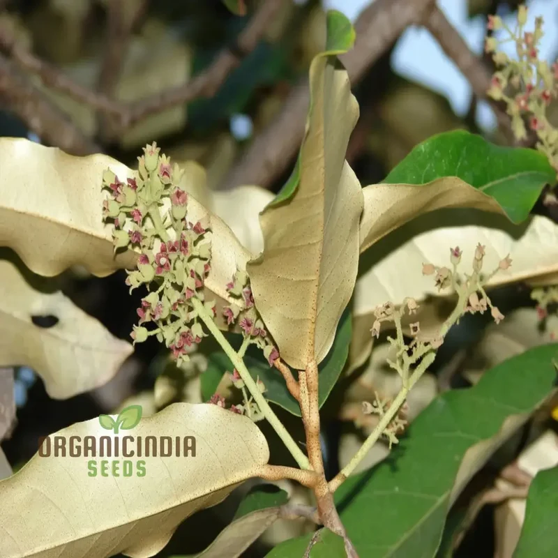Premium Heritiera Littoralis Tree Seeds for Expert Gardening Enthusiasts - Perfect for Cultivating Exotic and Hardy Trees in Your Garden