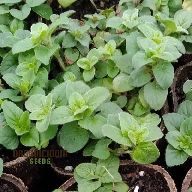 Zaatar Herb Seeds – Aromatic Mediterranean Blend for Culinary Use