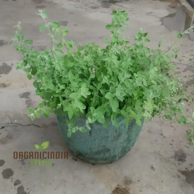 Zaatar Herb Seeds – Aromatic Mediterranean Blend for Culinary Use