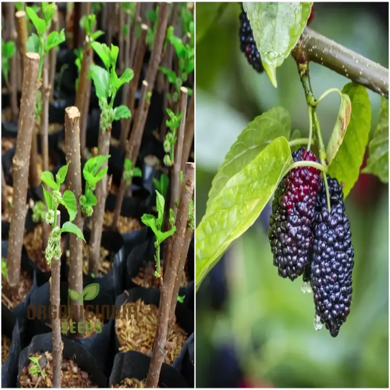 Weeping Mulberry Fruit Seeds for Gardening Enthusiasts - Perfect for Your Home Garden