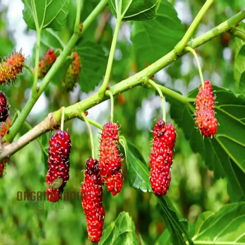 Weeping Mulberry Fruit Seeds for Gardening Enthusiasts - Perfect for Your Home Garden