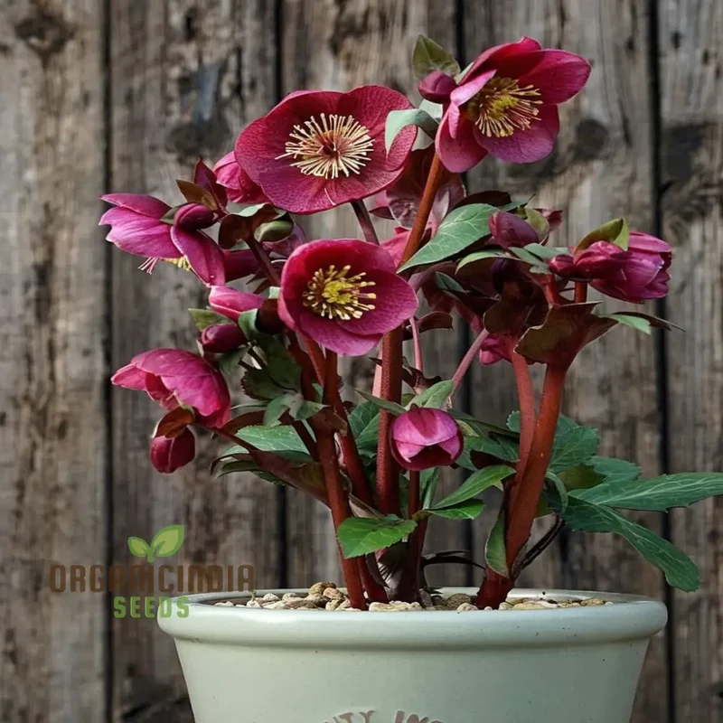 Helleborus Flower Seeds Planting, Expert Gardening Tips for Beautiful Blossoms