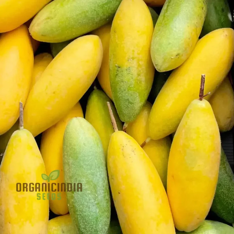 Yellow Banana Passion Fruit Seeds, Exotic and Sweet Tropical Flavor, Vibrant and Delicious Garden, Easy-to-Growing plant