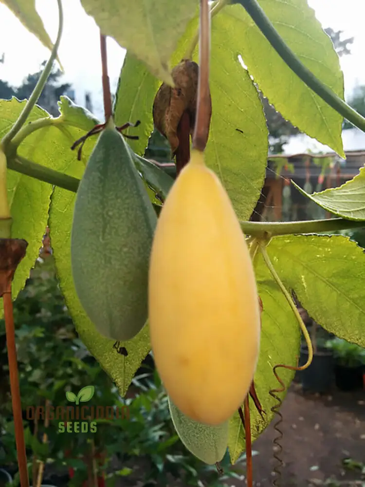 Yellow Banana Passion Fruit Seeds, Exotic and Sweet Tropical Flavor, Vibrant and Delicious Garden, Easy-to-Growing plant