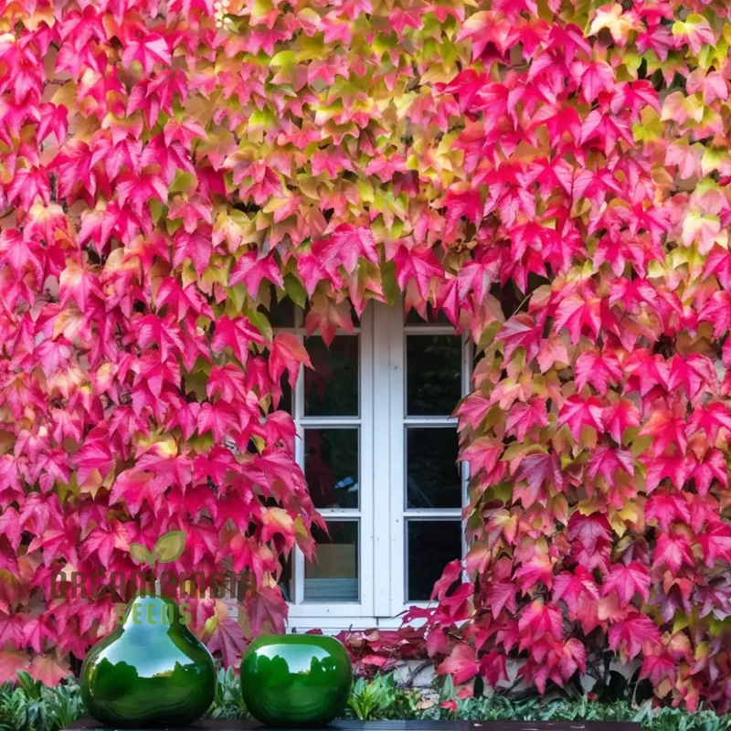 Japanese Creeper Ivy Plant Seeds - Vigorous Vines for Lush, Green Coverage