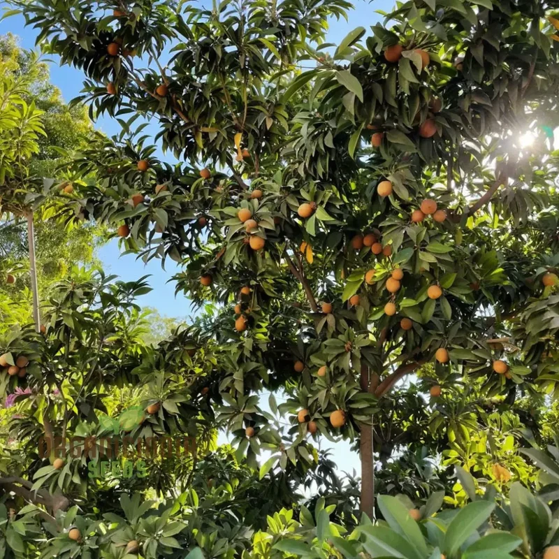Sapota Fruit Seeds for Gardening Enthusiasts - Cultivate Your Own Delicious Sapota with Our High-Quality Seeds