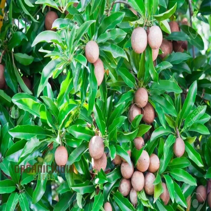Sapota Fruit Seeds for Gardening Enthusiasts - Cultivate Your Own Delicious Sapota with Our High-Quality Seeds