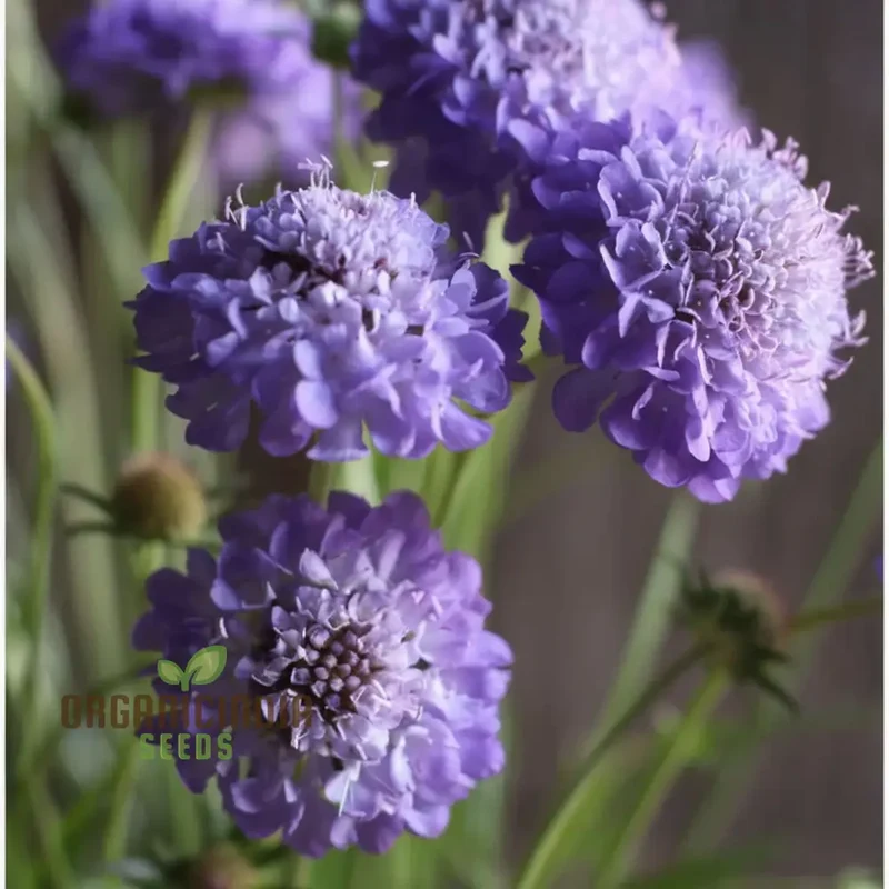 Pincushion Flower Seeds - Delightful Blooms for Cheerful Garden Displays