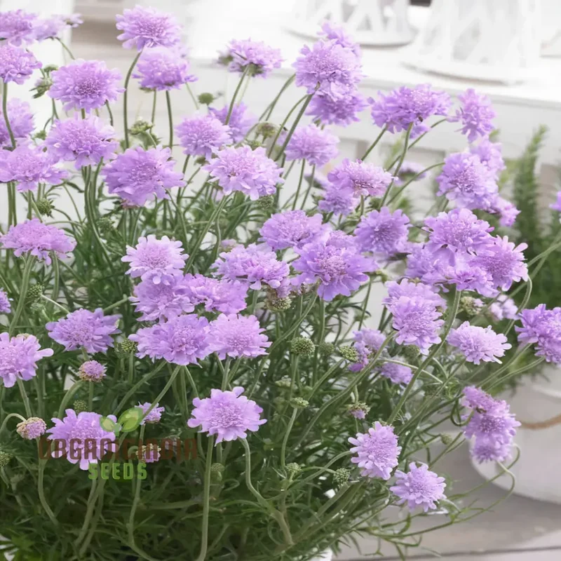 Pincushion Flower Seeds - Delightful Blooms for Cheerful Garden Displays