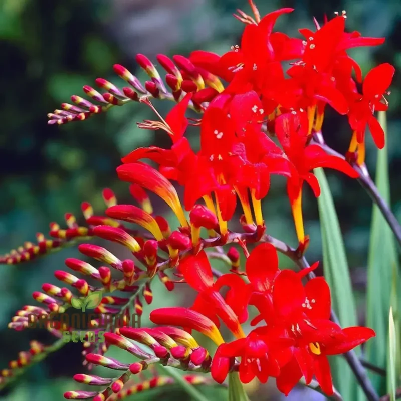 Crocosmia Red Flower Seeds for Vibrant Gardening Perfect for Enthusiasts and Seasoned Gardeners Alike