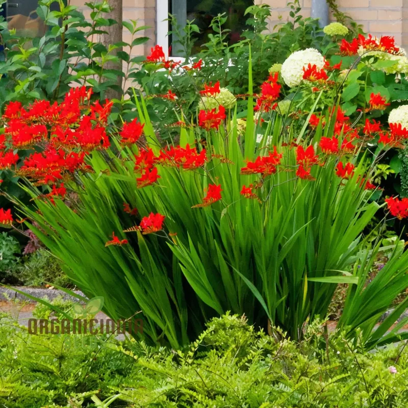Crocosmia Red Flower Seeds for Vibrant Gardening Perfect for Enthusiasts and Seasoned Gardeners Alike