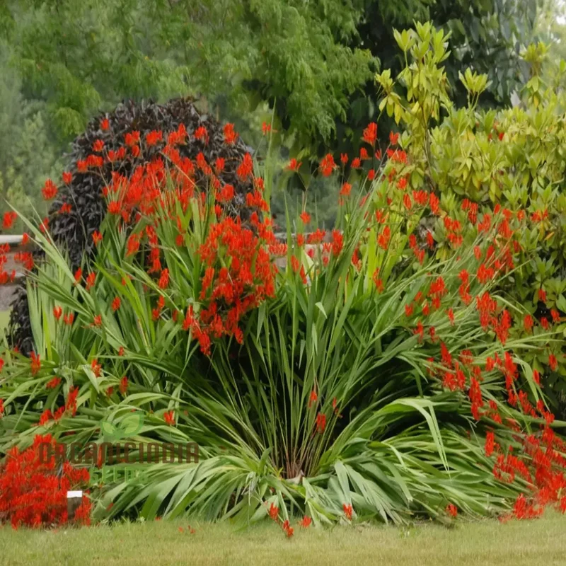 Crocosmia Red Flower Seeds for Vibrant Gardening Perfect for Enthusiasts and Seasoned Gardeners Alike