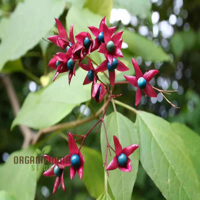 Pink Clerodendron trichotomum Tree plant Seeds, Fragrant and Ornamental Blossoms, Easy-to-Grow Seeds for a Graceful Garden