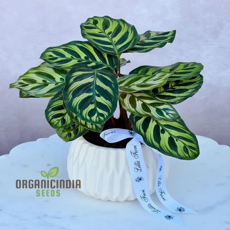 Calathea Plant Seeds, Grow Your Own Stunning Tropical Foliage with Premium Calathea Seeds for Planting and Gardening