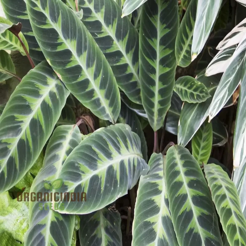 Calathea Plant Seeds, Grow Your Own Stunning Tropical Foliage with Premium Calathea Seeds for Planting and Gardening