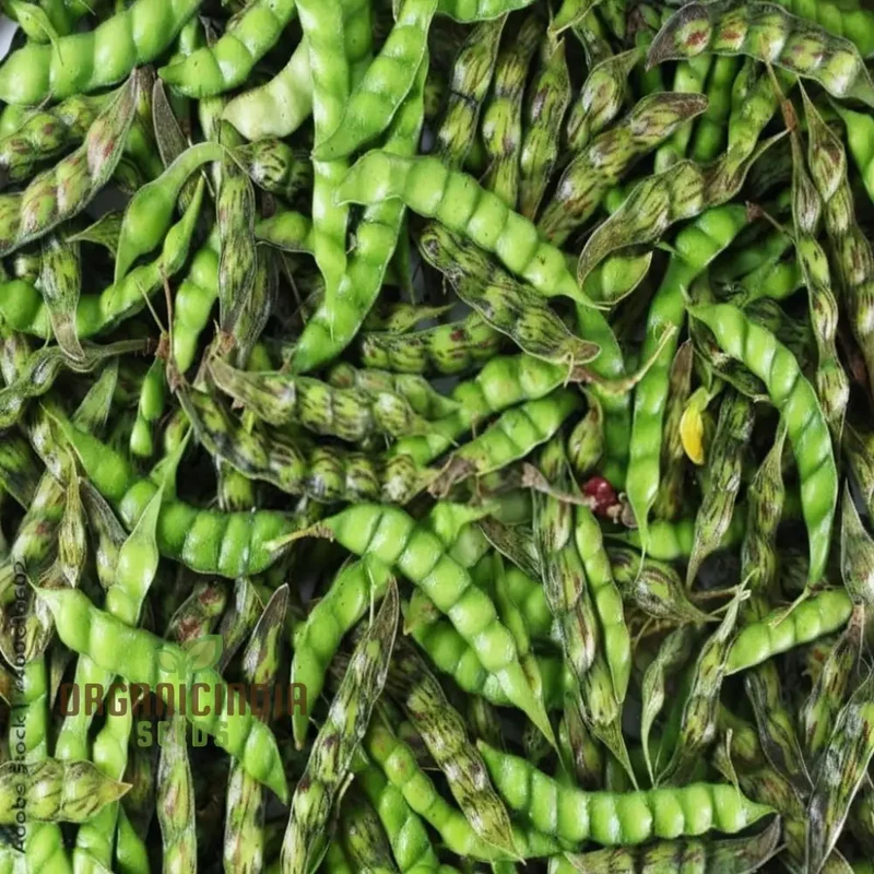 Pigeon Pea Vegetable Seeds - Nutritious Legumes for Your Garden Harvest