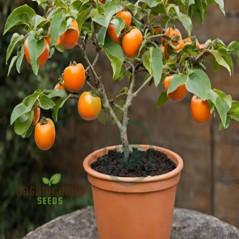 Persimmon Tree Seeds â€“ Elevate Your Gardening Experience with Delicious, Homegrown Fruit