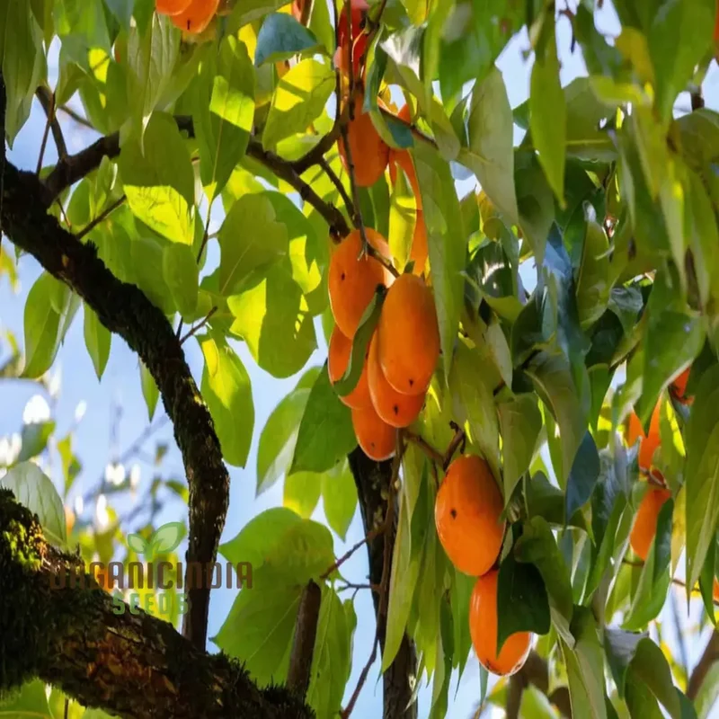 Persimmon Tree Seeds â€“ Elevate Your Gardening Experience with Delicious, Homegrown Fruit