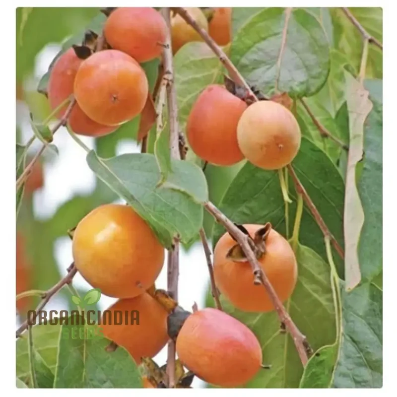 Persimmon Tree Seeds â€“ Elevate Your Gardening Experience with Delicious, Homegrown Fruit