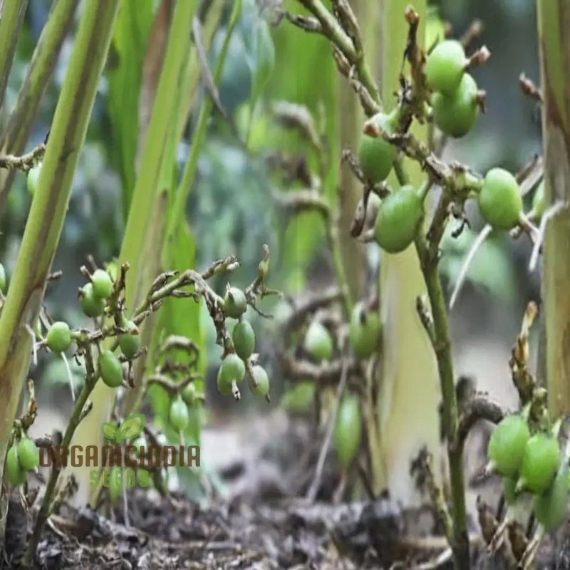 Organic Cardamom Plant Seeds: Grow Your Own Fragrant Spice Garden with Premium Quality Gardening Seeds