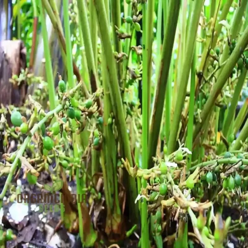 Organic Cardamom Plant Seeds: Grow Your Own Fragrant Spice Garden with Premium Quality Gardening Seeds