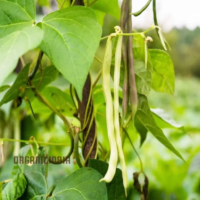 Organic Cardamom Plant Seeds: Grow Your Own Fragrant Spice Garden with Premium Quality Gardening Seeds