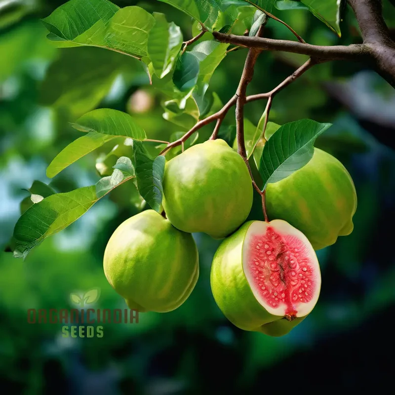 Guava Fruit Seeds, Cultivate Your Own Tropical Paradise with High-Quality Guava Seeds for Planting and Gardening