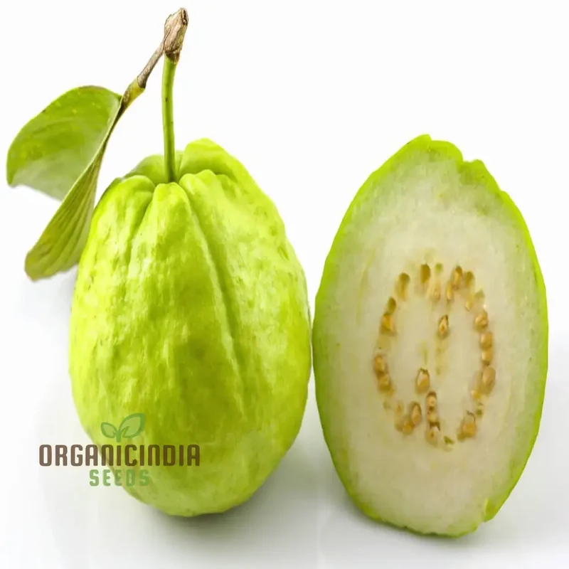 Guava Fruit Seeds, Cultivate Your Own Tropical Paradise with High-Quality Guava Seeds for Planting and Gardening