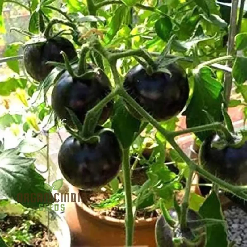 Black Tomato Vegetable Seeds, Rich and Flavorful Heirloom Varieties Garden, Easy-to-Grow Seeds