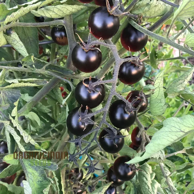 Black Tomato Vegetable Seeds, Rich and Flavorful Heirloom Varieties Garden, Easy-to-Grow Seeds