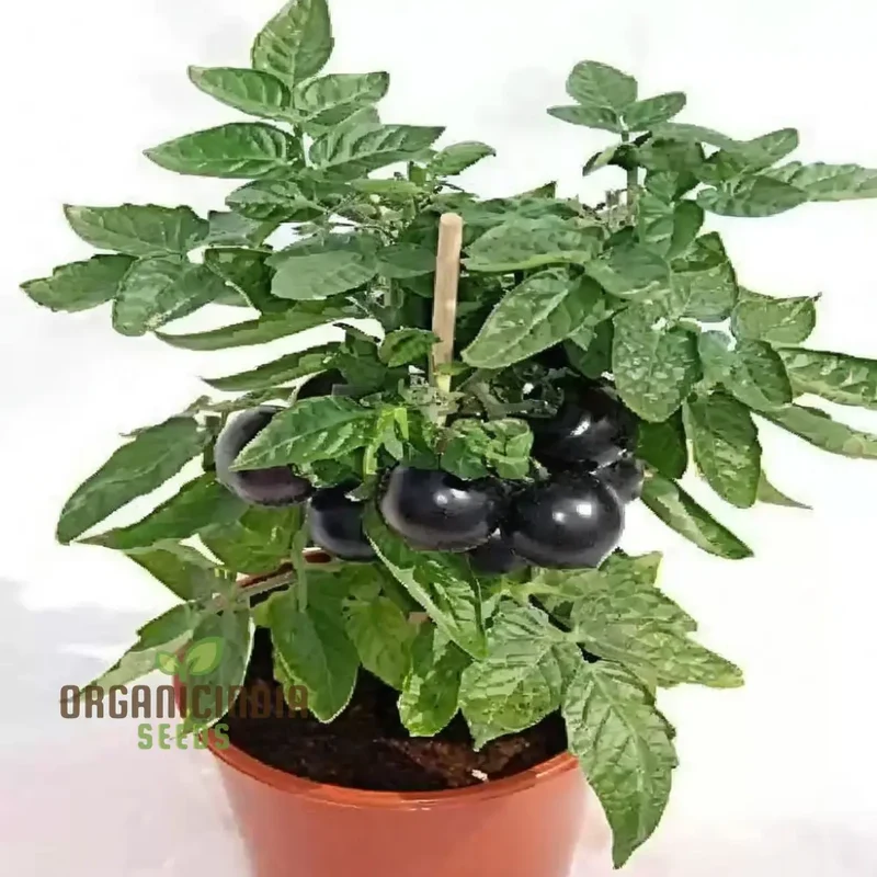 Black Tomato Vegetable Seeds, Rich and Flavorful Heirloom Varieties Garden, Easy-to-Grow Seeds