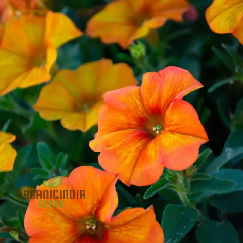 Orange Hanging Petunia Flower Seeds – Cascading Trailing Blooms for Baskets, Balcony Railings, Garden Pots & Outdoor Decorative Displays