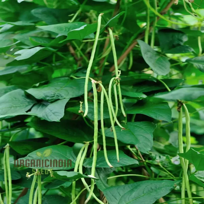 Premium Navy Bean Plant Seeds, Grow Your Own Bounty with These Expertly Selected Gardening Seeds for a Flourishing Harvest