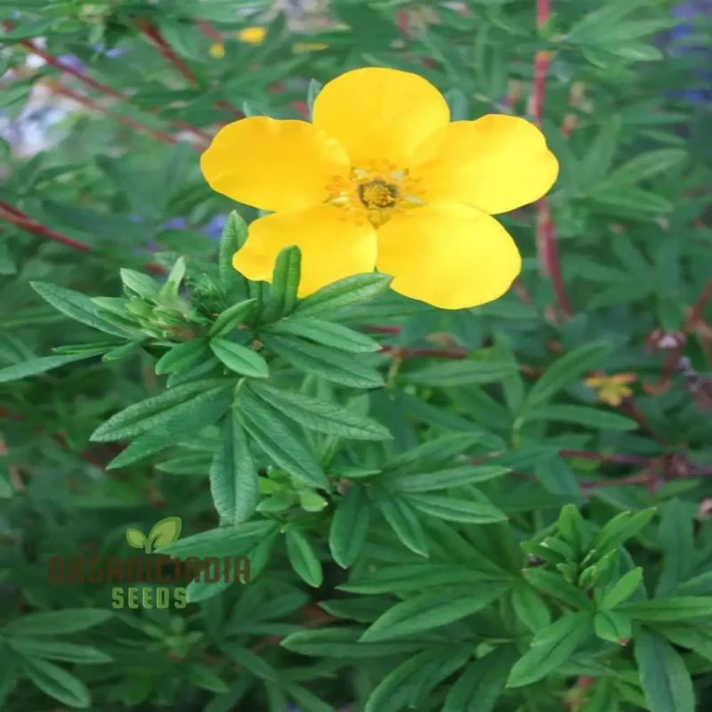 Yellow Cinquefoil Seeds ,Elevate Your Gardening Experience with Vibrant, Long-Lasting Blooms