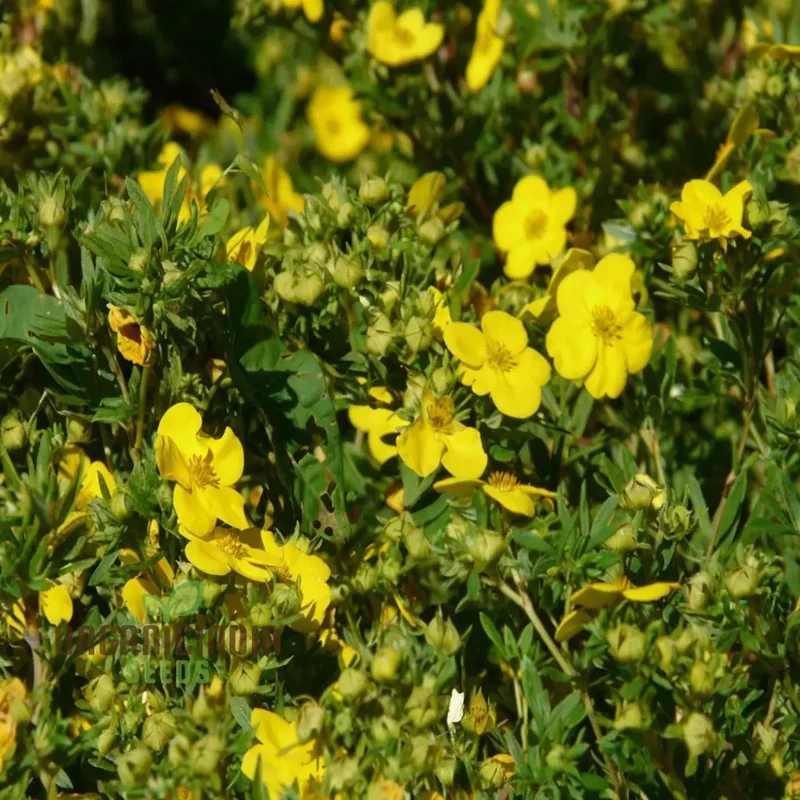 Yellow Cinquefoil Seeds ,Elevate Your Gardening Experience with Vibrant, Long-Lasting Blooms