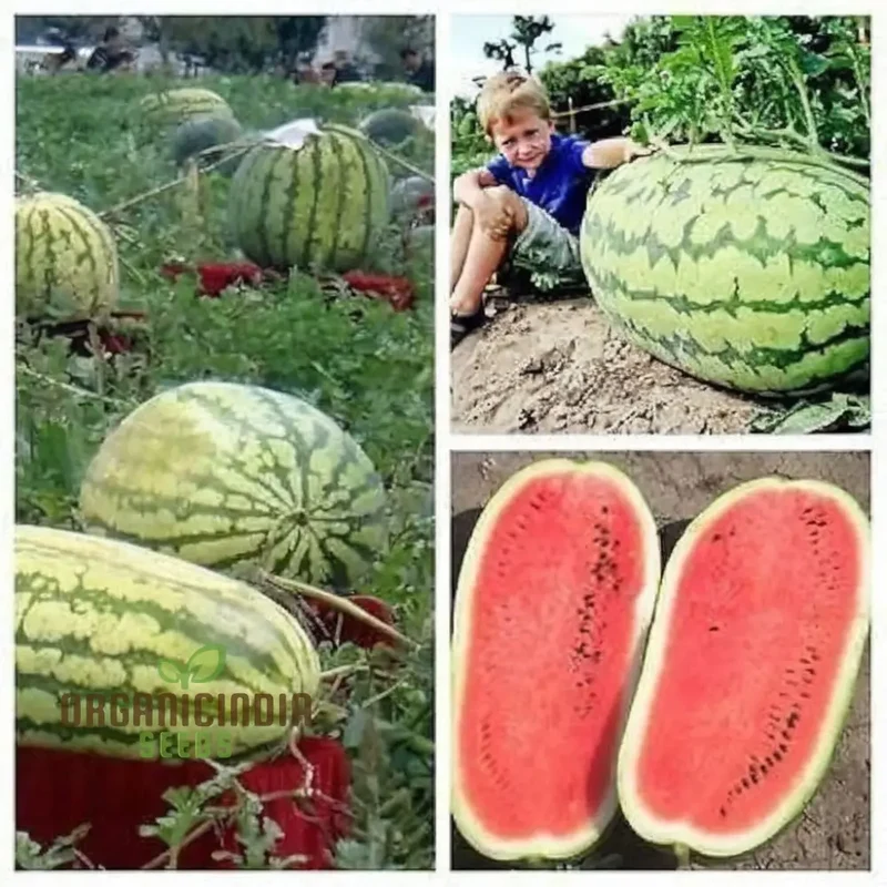 Green Watermelon Fruit Seeds, Juicy and Refreshing Summer Treats, Easy-to-Growing Varieties for a Flavorful Garden