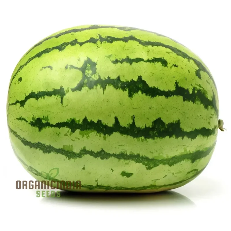 Green Watermelon Fruit Seeds, Juicy and Refreshing Summer Treats, Easy-to-Growing Varieties for a Flavorful Garden