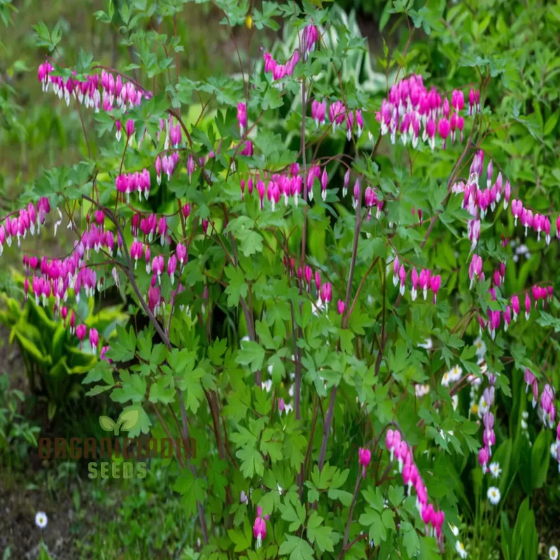Purple Bleeding Heart Flower Seeds - Enchanting Blooms for Romantic Garden Spaces