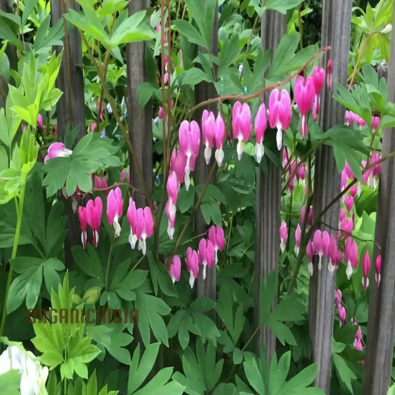 Purple Bleeding Heart Flower Seeds - Enchanting Blooms for Romantic Garden Spaces