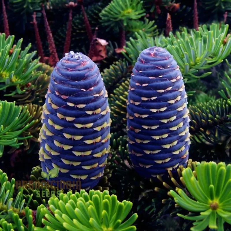 Blue Fir Tree plant Seeds, Majestic Evergreen Beauty Garden, Stunning and Resilient Landscape Easy-to-Grow