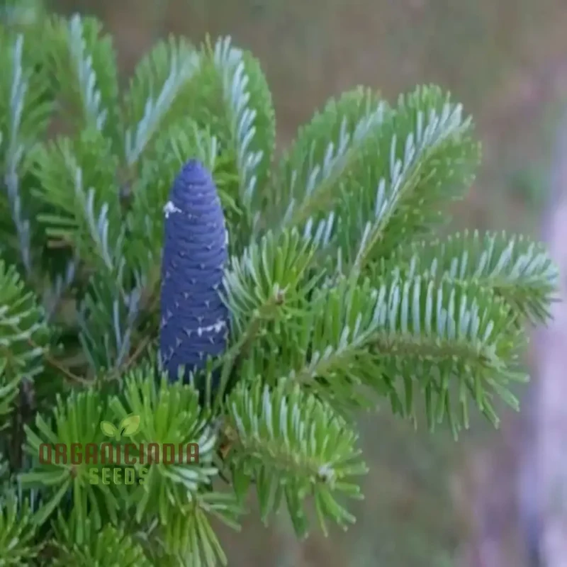 Blue Fir Tree plant Seeds, Majestic Evergreen Beauty Garden, Stunning and Resilient Landscape Easy-to-Grow